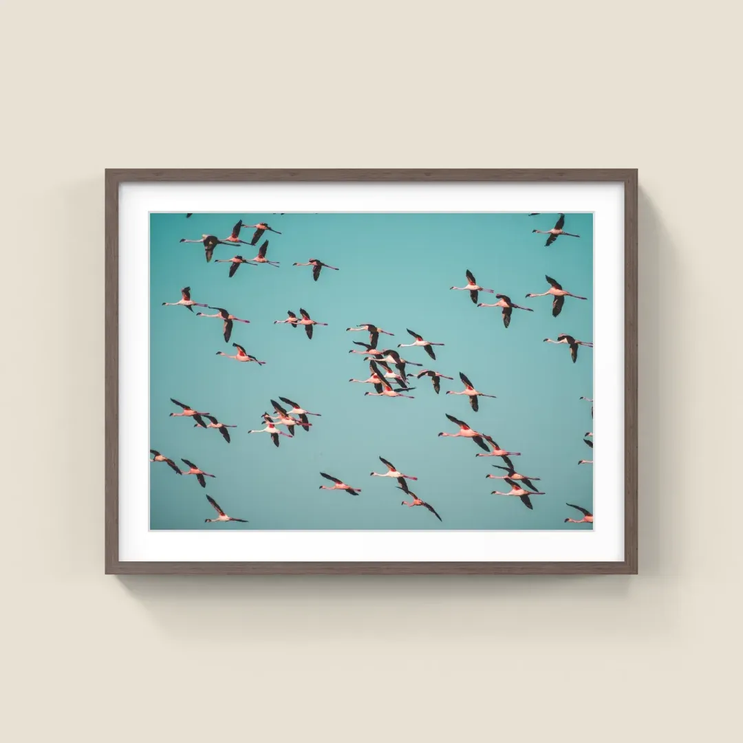 Flamingo photograph in a walnut frame with a white mat